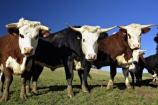 agricultural;agriculture;animal;animals;calves;cattle;country;countryside;cow;cows;dairy;dairy-cow;dairy-cows;dunedin;farm;farming;farmland;farms;field;fields;fur;grass;grassy;Herbivore;Herbivores;Herbivorous;horn;horns;horticulture;Livestock;mammal;mammals;meadow;meadows;new-zealand;otago-peninsula;paddock;paddocks;pasture;pastures;rural;south-island;stock;taieri;three