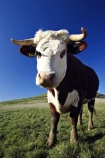 agricultural;agriculture;animal;animals;calves;cattle;country;countryside;cow;cows;dairy;dairy-cow;dairy-cows;dunedin;farm;farming;farmland;farms;field;fields;fur;grass;grassy;Herbivore;Herbivores;Herbivorous;horn;horns;horticulture;Livestock;mammal;mammals;meadow;meadows;new-zealand;otago-peninsula;paddock;paddocks;pasture;pastures;rural;south-island;stock;taieri