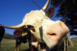 agricultural;agriculture;animal;animals;calves;cattle;country;countryside;cow;cows;dairy;dairy-cow;dairy-cows;dunedin;farm;farming;farmland;farms;field;fields;fur;grass;grassy;Herbivore;Herbivores;Herbivorous;horn;horns;horticulture;Livestock;mammal;mammals;meadow;meadows;new-zealand;otago-peninsula;paddock;paddocks;pasture;pastures;rural;south-island;stock;taieri
