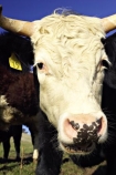 agricultural;agriculture;animal;animals;calves;cattle;country;countryside;cow;cows;dairy;dairy-cow;dairy-cows;dunedin;farm;farming;farmland;farms;field;fields;fur;grass;grassy;Herbivore;Herbivores;Herbivorous;horn;horns;horticulture;Livestock;mammal;mammals;meadow;meadows;new-zealand;otago-peninsula;paddock;paddocks;pasture;pastures;rural;south-island;stock;taieri