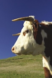 agricultural;agriculture;animal;animals;calves;cattle;country;countryside;cow;cows;dairy;dairy-cow;dairy-cows;dunedin;farm;farming;farmland;farms;field;fields;fur;grass;grassy;Herbivore;Herbivores;Herbivorous;horn;horns;horticulture;Livestock;mammal;mammals;meadow;meadows;new-zealand;otago-peninsula;paddock;paddocks;pasture;pastures;rural;south-island;stock;taieri