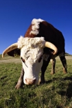 agricultural;agriculture;animal;animals;calves;cattle;country;countryside;cow;cows;dairy;dairy-cow;dairy-cows;dunedin;farm;farming;farmland;farms;field;fields;fur;grass;grassy;Herbivore;Herbivores;Herbivorous;horn;horns;horticulture;Livestock;mammal;mammals;meadow;meadows;new-zealand;otago-peninsula;paddock;paddocks;pasture;pastures;rural;south-island;stock;taieri