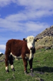 agricultural;agriculture;animal;animals;brown;calf;calves;cattle;country;countryside;cow;cows;dairy;dairy-cow;dairy-cows;farm;farming;farmland;farms;field;fields;fur;grass;grassy;Herbivore;Herbivores;Herbivorous;horticulture;Livestock;mammal;mammals;meadow;meadows;new-zealand;paddock;paddocks;pasture;pastures;rural;south-island;stock;taieri;white;young