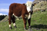 agricultural;agriculture;animal;animals;brown;calf;calves;cattle;country;countryside;cow;cows;dairy;dairy-cow;dairy-cows;farm;farming;farmland;farms;field;fields;fur;grass;grassy;Herbivore;Herbivores;Herbivorous;horticulture;Livestock;mammal;mammals;meadow;meadows;new-zealand;paddock;paddocks;pasture;pastures;rural;south-island;stock;taieri;white;young