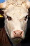 agricultural;agriculture;animal;animals;cattle;country;countryside;cow;cows;dairy;dairy-cow;dairy-cows;dunedin;farm;farming;farmland;farms;field;fields;fur;grass;grassy;Herbivore;Herbivores;Herbivorous;horn;horns;horticulture;Livestock;mammal;mammals;meadow;meadows;new-zealand;otago-peninsula;paddock;paddocks;pasture;pastures;rural;south-island;stock