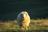 agricultural;agriculture;Animal;Animals;country;countryside;Dunedin;ewes;farm;Farm-animals;farming;farmland;farms;field;fields;herbivore;herbivores;herbivorous;livestock;mammal;mammals;meadow;meadows;N.Z.;New-Zealand;NZ;Otago;Otago-Peninsula;Outdoor;Outdoors;Outside;paddock;paddocks;pasture;pastures;rural;S.I.;Sheep;SI;South-Is.;South-Island;stock;white;wool;woolly;wooly