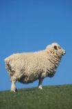 agricultural;agriculture;Animal;Animals;country;countryside;Dunedin;ewes;farm;Farm-animals;farming;farmland;farms;field;fields;grass;green;herbivore;herbivores;herbivorous;livestock;mammal;mammals;meadow;meadows;N.Z.;New-Zealand;NZ;Otago;Outdoor;Outdoors;Outside;paddock;paddocks;pasture;pastures;rural;S.I.;Sheep;SI;South-Is.;South-Island;stock;white;wool;woolly;wooly