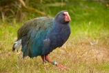 Wildlife - New Zealand