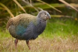 Animal;animals;avian;bird;bird-spotting;bird-watching;bird_watching;birds;chick;chicks;Dunedin;eco-tourism;eco_tourism;Ecosanctuary;ecotourism;Fauna;flightless;flightless-bird;juvenile;juveniles;N.Z.;Natural;Nature;New-Zealand;notornis;NZ;Orakanui;Orakanui-Ecosanctuary;Ornithology;Orokanui;Orokanui-Ecosanctuary;Porphyrio-hochstetteri;predator-free;reserve;S.I.;SI;South-Island;South-Island-Takahe;Takahe;Takahe-chick;Takahe-chicks;takahes;wild;wildlife;wildlife-reserve