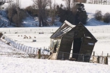 agricultural;agriculture;cold;country;countryside;Derelict-Farm-Shed;Dunedin;farm;farming;farmland;farms;field;fields;freeze;freezing;meadow;meadows;New-Zealand;paddock;paddocks;pasture;pastures;rural;season;seasonal;seasons;shed;sheds;sheep;snow;snowing;snowy;South-Island;Taieri-Plain;white;winter