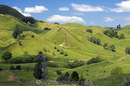 agricultural;agriculture;country;countryside;crop;crops;eastland;farm;farming;farmland;farms;field;fields;gisborne;horticulture;meadow;meadows;new-zealand;north-is.;north-island;paddock;paddocks;pasture;pastures;rural