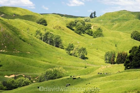 agricultural;agriculture;country;countryside;crop;crops;eastland;farm;farming;farmland;farms;field;fields;gisborne;horticulture;meadow;meadows;new-zealand;north-is.;north-island;paddock;paddocks;pasture;pastures;rural