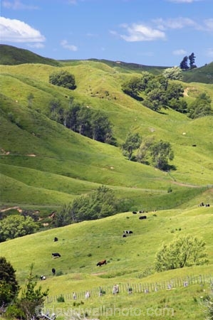 agricultural;agriculture;country;countryside;crop;crops;eastland;farm;farming;farmland;farms;field;fields;gisborne;horticulture;meadow;meadows;new-zealand;north-is.;north-island;paddock;paddocks;pasture;pastures;rural
