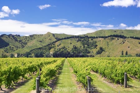 agricultural;agriculture;country;countryside;crop;crops;cultivation;eastland;farm;farming;farmland;farms;field;fields;gisborne;grape;grapes;grapevine;horticulture;new-zealand;north-is.;north-island;row;rows;rural;tree;trees;vine;vines;vineyard;vineyards;vintage;wine;wineries;winery;wines