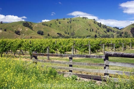 agricultural;agriculture;country;countryside;crop;crops;cultivation;eastland;farm;farming;farmland;farms;fence;fenceline;fences;field;fields;gisborne;grape;grapes;grapevine;horticulture;new-zealand;north-is.;north-island;row;rows;rural;tree;trees;vine;vines;vineyard;vineyards;vintage;wine;wineries;winery;wines