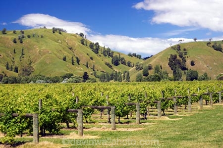 agricultural;agriculture;country;countryside;crop;crops;cultivation;eastland;farm;farming;farmland;farms;field;fields;gisborne;grape;grapes;grapevine;horticulture;new-zealand;north-is.;north-island;row;rows;rural;tree;trees;vine;vines;vineyard;vineyards;vintage;wine;wineries;winery;wines