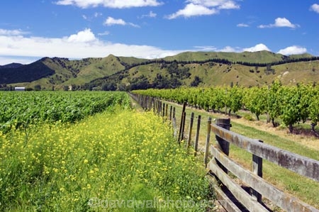 agricultural;agriculture;country;countryside;crop;crops;cultivation;eastland;farm;farming;farmland;farms;fence;fenceline;fences;field;fields;gisborne;grape;grapes;grapevine;horticulture;new-zealand;north-is.;north-island;row;rows;rural;tree;trees;vine;vines;vineyard;vineyards;vintage;wine;wineries;winery;wines