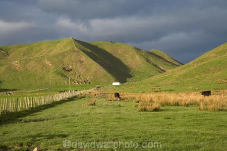 agricultural;agriculture;black-cloud;black-clouds;black-sky;cloud;cloudy;country;countryside;dark-cloud;dark-clouds;dark-sky;Eastland;farm;farming;farmland;farms;field;fields;Gisborne;gray-cloud;gray-clouds;gray-sky;grey-cloud;grey-clouds;grey-sky;meadow;meadows;N.I.;N.Z.;New-Zealand;NI;North-Is;North-Is.;North-Island;NZ;paddock;paddocks;pasture;pastures;rain-cloud;rain-clouds;rural;storm;storm-clouds;storms;stormy