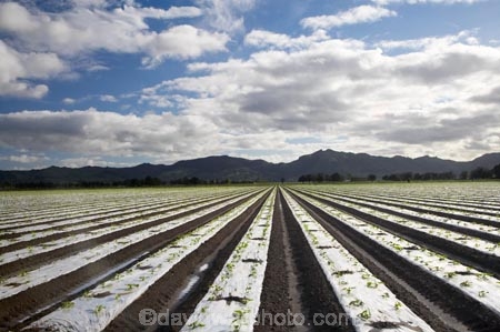 commercial-produce-garden;country;countryside;crop;crops;Eastland;farm;farming;farmland;farms;field;fields;garden;gardens;Gisborne;horticulture;market-garden;market-gardens;meadow;meadows;N.I.;N.Z.;New-Zealand;NI;North-Is;North-Is.;North-Island;NZ;paddock;paddocks;pasture;pastures;produce;row;rows;rural;season;seasonal;seasons;spring;springtime;vegetable-garden;vegetable-gardens;vegetables