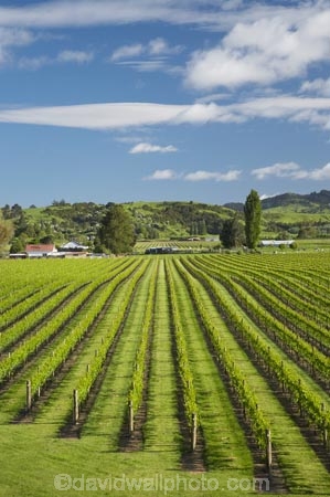 agricultural;agriculture;country;countryside;crop;crops;cultivation;Eastland;farm;farming;farmland;farms;field;fields;Gisborne;grape;grapes;grapevine;horticulture;N.I.;N.Z.;New-Zealand;NI;North-Is;North-Is.;North-Island;NZ;row;rows;rural;season;seasonal;seasons;spring;springtime;vine;vines;vineyard;vineyards;vintage;Waipaoa;wine;wineries;winery;wines