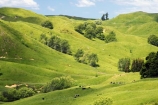 agricultural;agriculture;country;countryside;crop;crops;eastland;farm;farming;farmland;farms;field;fields;gisborne;horticulture;meadow;meadows;new-zealand;north-is.;north-island;paddock;paddocks;pasture;pastures;rural