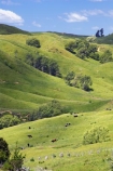 agricultural;agriculture;country;countryside;crop;crops;eastland;farm;farming;farmland;farms;field;fields;gisborne;horticulture;meadow;meadows;new-zealand;north-is.;north-island;paddock;paddocks;pasture;pastures;rural