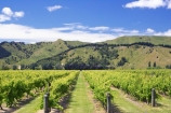 agricultural;agriculture;country;countryside;crop;crops;cultivation;eastland;farm;farming;farmland;farms;field;fields;gisborne;grape;grapes;grapevine;horticulture;new-zealand;north-is.;north-island;row;rows;rural;tree;trees;vine;vines;vineyard;vineyards;vintage;wine;wineries;winery;wines