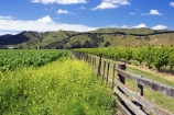 agricultural;agriculture;country;countryside;crop;crops;cultivation;eastland;farm;farming;farmland;farms;fence;fenceline;fences;field;fields;gisborne;grape;grapes;grapevine;horticulture;new-zealand;north-is.;north-island;row;rows;rural;tree;trees;vine;vines;vineyard;vineyards;vintage;wine;wineries;winery;wines
