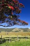 agricultural;agriculture;country;countryside;crop;crops;east-cape;east-coast;eastland;farm;farming;farmland;farms;fence;fenceline;fencelines;fences;field;fields;flower;flowers;hill;hills;horticulture;meadow;meadows;metrosideros-excelsa;new-zealand;north-is.;north-island;paddock;paddocks;pasture;pastures;pohutakawa;pohutakawas;pohutukawa;pohutukawa-flower;pohutukawa-flowers;pohutukawa-tree;pohutukawa-trees;pohutukawas;rural;tree;trees