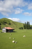 agricultural;agriculture;country;countryside;Eastland;farm;Farm-Building;Farm-Buildings;Farm-Shed;Farm-Sheds;farming;farmland;farms;field;fields;Kowhairau-Farm;lamb;lambs;meadow;meadows;N.I.;N.Z.;New-Zealand;NI;North-Is;North-Is.;North-Island;NZ;Old-Farm-Building;old-railway-shed;paddock;paddocks;pasture;pastures;rural;season;seasonal;seasons;sheep;Sheep-Shed;Sheep-Sheds;spring;springtime;State-Highway-2;State-Highway-Two;stock;Te-Karaka;Wool-Sheds;woolshed;woolsheds