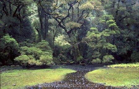 alive;beautiful;beauty;beech;bridge;brook;brooks;bubbling;bush;creek;creeks;dripping;fern;ferns;fiordland-national-park;flora;forest;forestry;forests;green;green,-tramp,-tramps,-tramping,;hike;hikes;hiking;lush;majestic;middle-earth;moss;mosses;natural;nature;rain-forest;rain-forests;rain_forest;rain_forests;rainforest;rainsforests;scene;scenic;south-west;southland;stream;streams;te-wahipounamu-south_west-new;tramp;tramping;tramps;verdant;walk;walking;walks;water