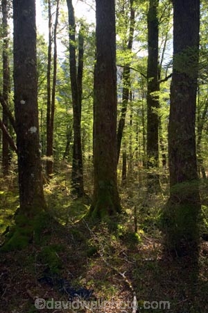 45;beautiful;beauty;Beech-Forest;bush;endemic;fiordland;Fiordland-National-Park;forest;forests;Fourty-Five-Degrees-South;glacial-valley;green;Latitude;latitudes;majestic;middle-earth;Milford-Road;native;native-bush;natives;natural;nature;New-Zealand;Nothofagus;rain-forest;rain-forests;rain_forest;rain_forests;rainforest;rainforests;scene;scenic;South-Island;south-west;southern-beeches;southland;te-wahipounamu-south_west-new;timber;tree;tree-trunk;tree-trunks;trees;trunk;trunks;wood;woods;world-heritage-area;world-heritage-site
