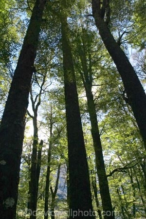 45;beautiful;beauty;Beech-Forest;bush;endemic;fiordland;Fiordland-National-Park;forest;forests;Fourty-Five-Degrees-South;glacial-valley;green;Latitude;latitudes;majestic;middle-earth;Milford-Road;native;native-bush;natives;natural;nature;New-Zealand;Nothofagus;rain-forest;rain-forests;rain_forest;rain_forests;rainforest;rainforests;scene;scenic;South-Island;south-west;southern-beeches;southland;te-wahipounamu-south_west-new;timber;tree;tree-trunk;tree-trunks;trees;trunk;trunks;wood;woods;world-heritage-area;world-heritage-site