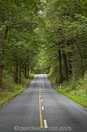 beautiful;beauty;Beech-Forest;bush;centre-line;centre-lines;centre_line;centre_lines;centreline;centrelines;driving;endemic;fiordland;Fiordland-N.P;fiordland-national-park;Fiordland-NP;forest;forests;glade;green;highway;highways;lush;milford-road;n.z.;national-park;National-parks;native;native-bush;natives;natural;nature;new-zealand;no-overtaking-line;no-overtaking-lines;no-passing-line;no-passing-lines;no_overtaking-line;no_overtaking-lines;no_passing-line;no_passing-lines;Nothofagus;nz;open-road;open-roads;rain-forest;rain-forests;rain_forest;rain_forests;rainforest;rainforests;road;road-trip;roads;S.I.;scene;scenic;SI;South-Island;South-West-New-Zealand-World-Her;southern-beeches;Southland;straight;te-wahipounamu;te-wahipounamu-south_west-new;timber;transport;transportation;travel;traveling;travelling;tree;tree-trunk;tree-trunks;trees;trip;trunk;trunks;verdant;wood;woods;world-heirtage-site;world-heritage-area;yellow-line;yellow-lines
