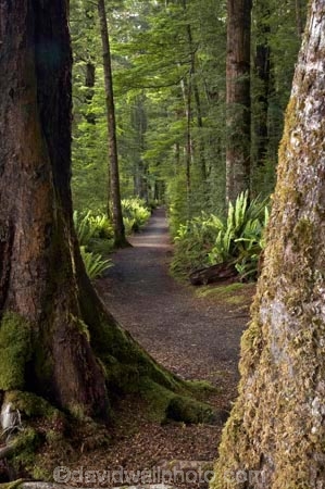 beautiful;beauty;Beech-Forest;Blechnum-discolor;bush;Crown-Fern;endemic;fern;ferns;fiordland;Fiordland-N.P;fiordland-national-park;Fiordland-NP;forest;forests;frond;fronds;great-walks;green;high;hiking;hiking-track;hiking-tracks;Kepler-Track;n.z.;national-park;National-parks;native;native-bush;natives;natural;nature;new-zealand;Nothofagus;nz;Puipui;rain-forest;rain-forests;rain_forest;rain_forests;rainforest;rainforests;S.I.;scene;scenic;SI;South-Island;South-West-New-Zealand-World-Her;southern-beeches;Southland;te-wahipounamu;te-wahipounamu-south_west-new;track;tracks;tramping;tramping-track;tree;trees;trek;treking;trekking;walking;walking-track;walking-tracks;wood;wooding-tracks;woods;world-heirtage-site;world-heritage-area