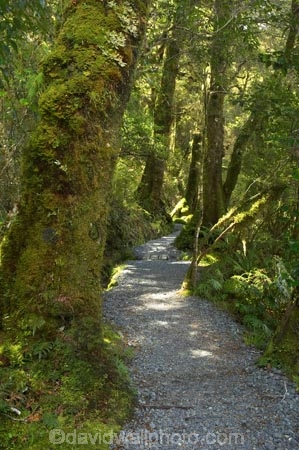 beautiful;beauty;Beech-Forest;bush;endemic;fiordland;Fiordland-N.P;Fiordland-National-Park;Fiordland-NP;forest;forests;green;hike;hiking;hiking-track;hiking-tracks;Hollyford-Valley;island;kb1a5945;N.Z.;national-park;National-parks;native;native-bush;native-forest;natives;natural;nature;new;new-zealand;Nothofagus;NZ;rain-forest;rain-forests;rain_forest;rain_forests;rainforest;rainforests;S.I.;scene;scenic;SI;south;South-Is.;South-Island;south-west-new-zealand-world-her;southern-beeches;Southland;te-wahipounamu;te-wahipounamu-south_west-new;timber;Track-to-Lake-Marian;tramp;tramping;tramping-tack;tramping-tacks;tree;tree-trunk;tree-trunks;trees;trek;treking;trekking;trunk;trunks;walk;walking;walking-track;walking-tracks;wood;woods;World-Heritage-Area;World-Heritage-Site;zealand