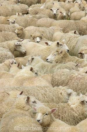 agricultural;agriculture;Animal;Animals;country;countryside;Crowd;Crowded;Crowds;drove;droving;ewes;farm;Farm-animals;farming;farms;field;fields;Fiordland;flock;flocks;Herbivore;Herbivores;Herbivorous;herd;herds;Livestock;Mammal;Mammals;Mass;meadow;meadows;mob;muster;mustering;N.Z.;New-Zealand;NZ;Outdoor;Outdoors;Outside;paddock;paddocks;pasture;pastures;Rural;S.I.;Sheep;SI;South-Island;Southland;stock;white;wool;woolly;wooly