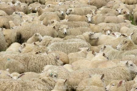 agricultural;agriculture;Animal;Animals;country;countryside;Crowd;Crowded;Crowds;Daytime;drove;droving;ewes;farm;Farm-animals;farming;farms;field;fields;Fiordland;flock;flocks;Herbivore;Herbivores;Herbivorous;herd;herds;Livestock;Mammal;Mammals;Mass;meadow;meadows;mob;muster;mustering;N.Z.;New-Zealand;NZ;Outdoor;Outdoors;Outside;paddock;paddocks;pasture;pastures;Rural;S.I.;Sheep;SI;South-Island;Southland;stock;white;wool;woolly;wooly