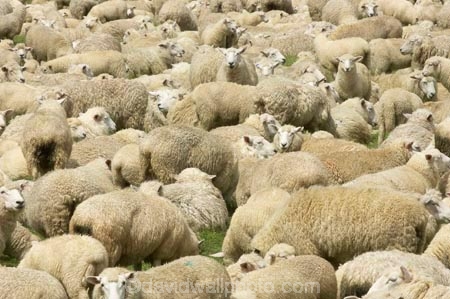agricultural;agriculture;Animal;Animals;country;countryside;Crowd;Crowded;Crowds;Daytime;drove;droving;ewes;farm;Farm-animals;farming;farms;field;fields;Fiordland;flock;flocks;Herbivore;Herbivores;Herbivorous;herd;herds;Livestock;Mammal;Mammals;Mass;meadow;meadows;mob;muster;mustering;N.Z.;New-Zealand;NZ;Outdoor;Outdoors;Outside;paddock;paddocks;pasture;pastures;Rural;S.I.;Sheep;SI;South-Island;Southland;stock;white;wool;woolly;wooly