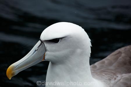 Albatross;Albatrosses;animal;animals;aquatic-bird;aquatic-birds;beak;beaks;bill;bills;bird;bird-watching;bird_watching;birds;coast;coastal;coasts;Diomedea-steadi;Diomedia-cauta;Diomedia-cauta-steadi;Diomedia-steadi;Doubtful-Sound;eco-tourism;eco_tourism;ecotourism;feather;feathers;Fiordland;Fiordland-N.P.;Fiordland-National-Park;Fiordland-NP;marine;marine-bird;marine-birds;marinebird;marinebirds;Mollymawk;Mollymawks;N.Z.;national-park;national-parks;natural-history;nature;new-zealand;New-Zealand-White_capped-Mollymawk;NZ;ocean;oceans;ornithology;pacific-ocean;S.I.;sea;sea-bird;sea-birds;seabird;seabirds;shores;Shy-Albatross;Shy-Albatrosses;SI;South-IS;South-Island;Southland;Sth-Is;Te-Waipounamu;Te-Waipounamu-World-Heritage-Site;Thalassarche-cauta-steadi;Thalassarche-steadi;UN-world-heritage-area;UN-world-heritage-site;UNESCO-World-Heritage-area;UNESCO-World-Heritage-Site;united-nations-world-heritage-area;united-nations-world-heritage-site;water-bird;water-birds;waterbird;waterbirds;White_capped-Mollymawk;White_capped-Mollymawks;wildlife;world-heritage;world-heritage-area;world-heritage-areas;World-Heritage-Park;World-Heritage-site;World-Heritage-Sites