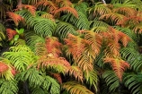 Blechnum-novae-zelandiae;Blechnum-novae_zelandiae;branch;branches;fern;ferns;fiordland;Fiordland-N.P;fiordland-national-park;forest;forestry;forests;frond;fronds;green;Kiokio;leaf;leaves;lush;Manapouri;n.z.;national-park;National-parks;native-bush;new-zealand;nz;orange;red;S.I.;SI;South-Island;South-West-New-Zealand-World-Her;Southland;te-wahipounamu;te-wahipounamu-south_west-new;world-heirtage-site;world-heritage-area
