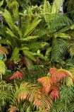 Blechnum-novae-zelandiae;Blechnum-novae_zelandiae;branch;branches;fern;ferns;fiordland;Fiordland-N.P;fiordland-national-park;forest;forestry;forests;frond;fronds;green;Kiokio;leaf;leaves;lush;Manapouri;n.z.;national-park;National-parks;native-bush;new-zealand;nz;orange;red;S.I.;SI;South-Island;South-West-New-Zealand-World-Her;Southland;te-wahipounamu;te-wahipounamu-south_west-new;world-heirtage-site;world-heritage-area