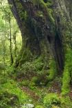 beautiful;beauty;Beech-Forest;bush;endemic;fiordland;Fiordland-N.P;fiordland-national-park;Fiordland-NP;forest;forests;glade;green;island;kb1a5119;lush;milford-road;moss;mosses;N.Z.;national-park;National-parks;native;native-bush;native-forest;natives;natural;nature;new;new-zealand;Nothofagus;nz;rain-forest;rain-forests;rain_forest;rain_forests;rainforest;rainforests;S.I.;scene;scenic;SI;south;South-Is.;South-Island;South-West-New-Zealand-World-Her;southern-beeches;Southland;te-wahipounamu;te-wahipounamu-south_west-new;timber;tree;tree-trunk;tree-trunks;trees;trunk;trunks;verdant;wood;woods;world-heirtage-site;World-Heritage-Area;World-Heritage-Site;zealand