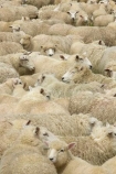 agricultural;agriculture;Animal;Animals;country;countryside;Crowd;Crowded;Crowds;drove;droving;ewes;farm;Farm-animals;farming;farms;field;fields;Fiordland;flock;flocks;Herbivore;Herbivores;Herbivorous;herd;herds;Livestock;Mammal;Mammals;Mass;meadow;meadows;mob;muster;mustering;N.Z.;New-Zealand;NZ;Outdoor;Outdoors;Outside;paddock;paddocks;pasture;pastures;Rural;S.I.;Sheep;SI;South-Island;Southland;stock;white;wool;woolly;wooly