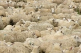 agricultural;agriculture;Animal;Animals;country;countryside;Crowd;Crowded;Crowds;Daytime;drove;droving;ewes;farm;Farm-animals;farming;farms;field;fields;Fiordland;flock;flocks;Herbivore;Herbivores;Herbivorous;herd;herds;Livestock;Mammal;Mammals;Mass;meadow;meadows;mob;muster;mustering;N.Z.;New-Zealand;NZ;Outdoor;Outdoors;Outside;paddock;paddocks;pasture;pastures;Rural;S.I.;Sheep;SI;South-Island;Southland;stock;white;wool;woolly;wooly