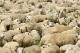 agricultural;agriculture;Animal;Animals;country;countryside;Crowd;Crowded;Crowds;Daytime;drove;droving;ewes;farm;Farm-animals;farming;farms;field;fields;Fiordland;flock;flocks;Herbivore;Herbivores;Herbivorous;herd;herds;Livestock;Mammal;Mammals;Mass;meadow;meadows;mob;muster;mustering;N.Z.;New-Zealand;NZ;Outdoor;Outdoors;Outside;paddock;paddocks;pasture;pastures;Rural;S.I.;Sheep;SI;South-Island;Southland;stock;white;wool;woolly;wooly