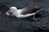 Albatross;Albatrosses;animal;animals;aquatic-bird;aquatic-birds;beak;beaks;bill;bills;bird;bird-watching;bird_watching;birds;coast;coastal;coasts;Diomedea-steadi;Diomedia-cauta;Diomedia-cauta-steadi;Diomedia-steadi;Doubtful-Sound;eco-tourism;eco_tourism;ecotourism;feather;feathers;Fiordland;Fiordland-N.P.;Fiordland-National-Park;Fiordland-NP;marine;marine-bird;marine-birds;marinebird;marinebirds;Mollymawk;Mollymawks;N.Z.;national-park;national-parks;natural-history;nature;new-zealand;New-Zealand-White_capped-Mollymawk;NZ;ocean;oceans;ornithology;pacific-ocean;S.I.;sea;sea-bird;sea-birds;seabird;seabirds;shores;Shy-Albatross;Shy-Albatrosses;SI;South-IS;South-Island;Southland;Sth-Is;Te-Waipounamu;Te-Waipounamu-World-Heritage-Site;Thalassarche-cauta-steadi;Thalassarche-steadi;UN-world-heritage-area;UN-world-heritage-site;UNESCO-World-Heritage-area;UNESCO-World-Heritage-Site;united-nations-world-heritage-area;united-nations-world-heritage-site;water-bird;water-birds;waterbird;waterbirds;White_capped-Mollymawk;White_capped-Mollymawks;wildlife;world-heritage;world-heritage-area;world-heritage-areas;World-Heritage-Park;World-Heritage-site;World-Heritage-Sites