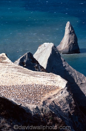 Morus-serrator;australasian-gannets;bird;birds;wildlife;nest;nests;colonies;nature;native;new-zealand;natural-history;bird_watching;bird-watching;birdwatching;ornithology;colony;white-cliffs;cliff;mudstone;sandstone;sand_stone;sand-stone;bluff;bluffs;coast;coastal;point;promontory