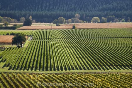 agricultural;agriculture;country;countryside;crop;crops;cultivation;Eskdale;farm;farming;farmland;farms;field;fields;grape;grapes;grapevine;Hawkes-Bay;horticulture;N.I.;N.Z.;Napier;New-Zealand;NI;North-Island;NZ;row;rows;rural;vine;vines;vineyard;vineyards;vintage;wine;wineries;winery;wines