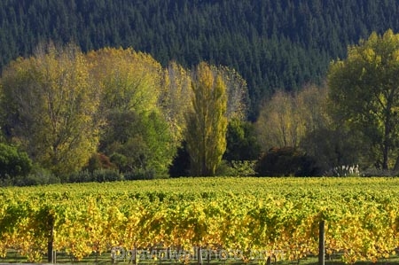agricultural;agriculture;autuminal;autumn;autumn-colour;autumn-colours;autumnal;color;colors;colour;colours;country;countryside;crop;crops;cultivation;deciduous;Eskdale;fall;farm;farming;farmland;farms;field;fields;grape;grapes;grapevine;Hawkes-Bay;horticulture;N.I.;N.Z.;Napier;New-Zealand;NI;North-Island;NZ;row;rows;rural;season;seasonal;seasons;tree;trees;vine;vines;vineyard;vineyards;vintage;wine;wineries;winery;wines